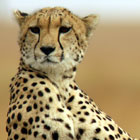 Tickets to Kenya