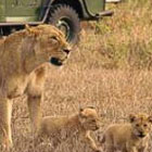 Top-3-Tips-for-South-African-Safaris-th