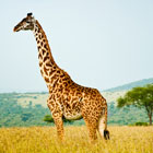 Some-Useful-Tips-for-a-Memorable-Trip-to-Kenya-th