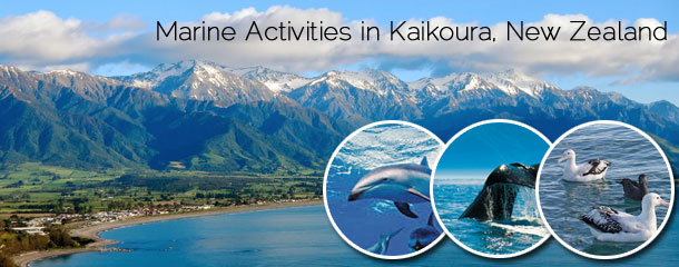 Marine-Activities-in-Kaikoura