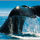 Best-Whale-Watching-Destinations-in-the-World-th