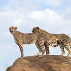 South-Africa-th