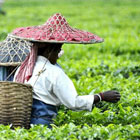Assam-th
