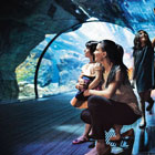 Sea-World-Aquarium-th
