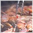 Top-3-Regions-to-Gorge-on-Scrumptious-Seafood-in-New-Zealand-th