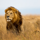 Kruger-National-Park-th