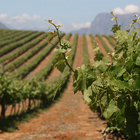 Stellenbosch-th