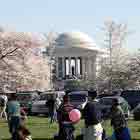 National-Cherry-Blossom-Fest-th
