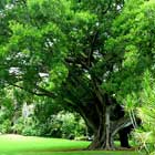 Adelaide-Botanic-Garden-th