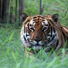 Ranthambore National Park