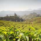 munnar-th