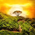 munnar-th
