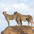 kruger-national-park-th