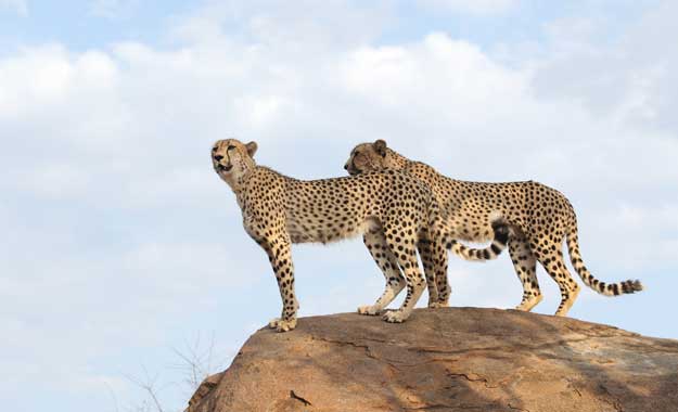 kruger-national-park