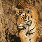 ranthambore-th