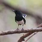 panna National Park