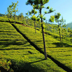 ooty-th