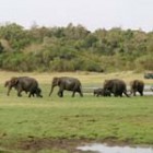 srilanka-wildlife-th