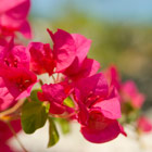 flower-fest-th