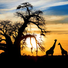 southafrica-th