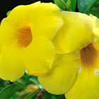 flower-th