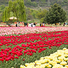 Tulip-Festival-th