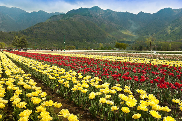 Tulip-Festival
