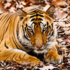 tiger-th