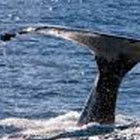 whales-th