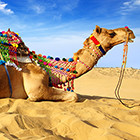 pushkar-th