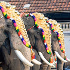 Hampi-fest-th