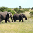 south-africa-th