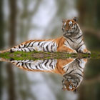 World-for-Animal-Lovers-th