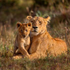 wildlife-th