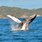 Whale-th