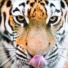 wildlife-th