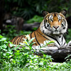 Sundarbans-th