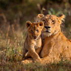 wildlife-th