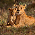 wildlife-th