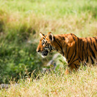 Corbett-national-park-th