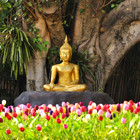 chiang-mai-th