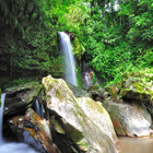 Daintree-rainforest-th
