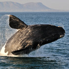 whale-hermanus-th