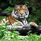 Wildlife-Sanctuary-th