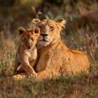 australian-wildlife-th