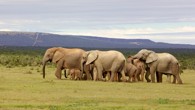 Addo-Elephant-National-Park